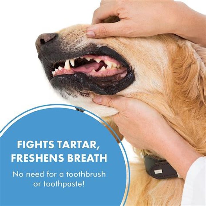 Understanding Life With A Dog Without Teeth